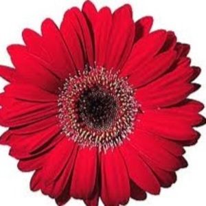 Meet your Posher, Mindy